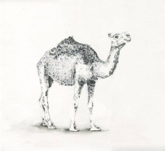 Camel