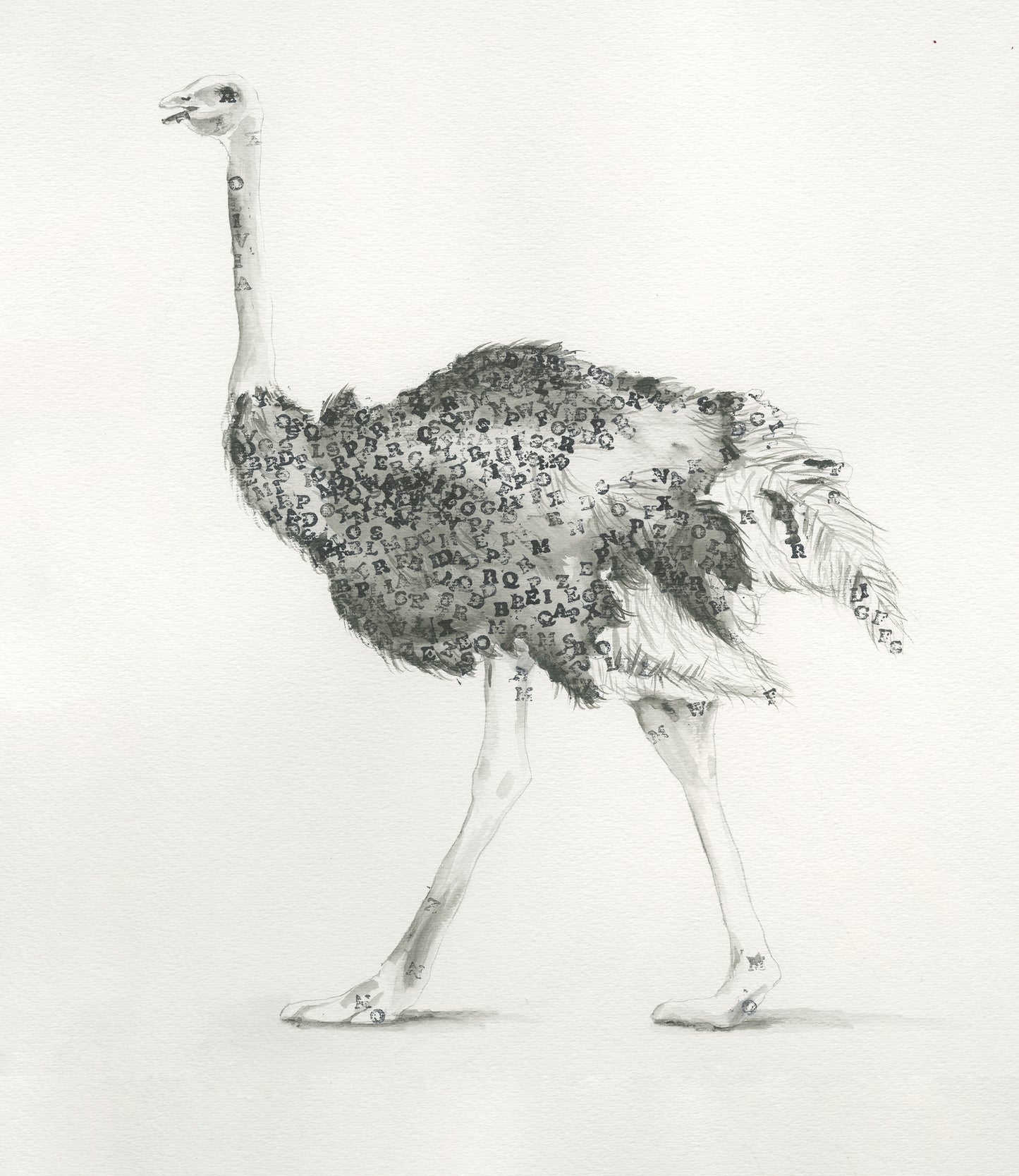 Ostrich