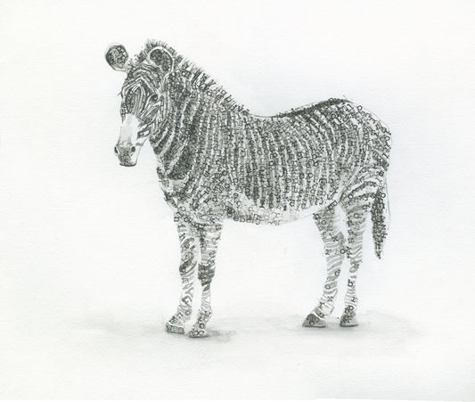 Zebra